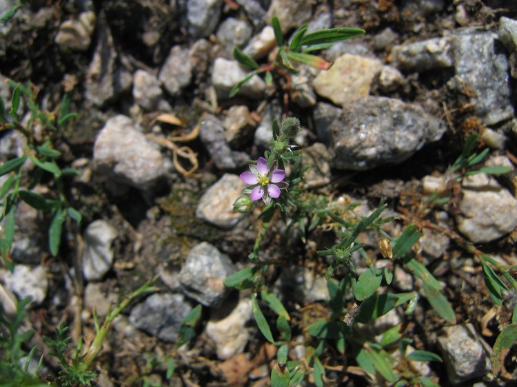 Spergularia rubra